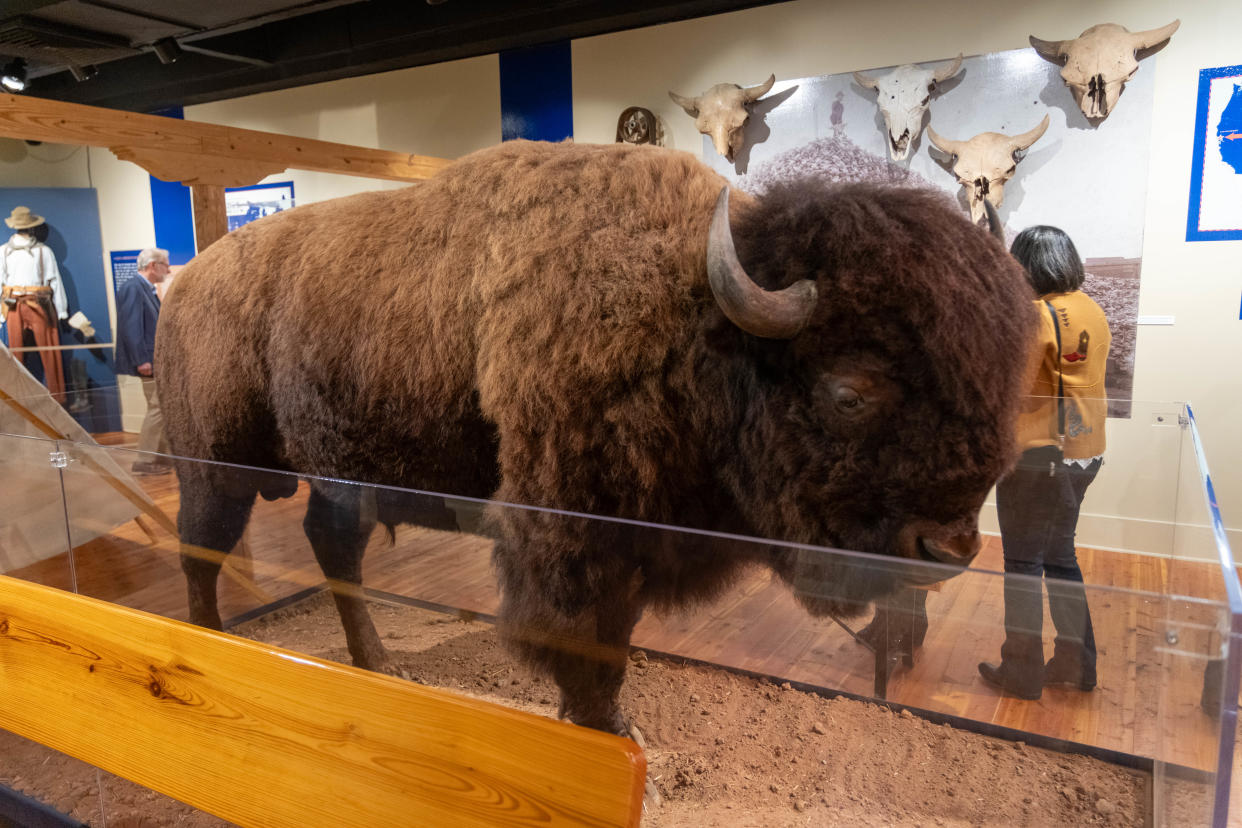 A bison on display at the exhibit " The Fall and Rise of an American Icon" at the Panhandle Plains Historical Museum in Canyon.
