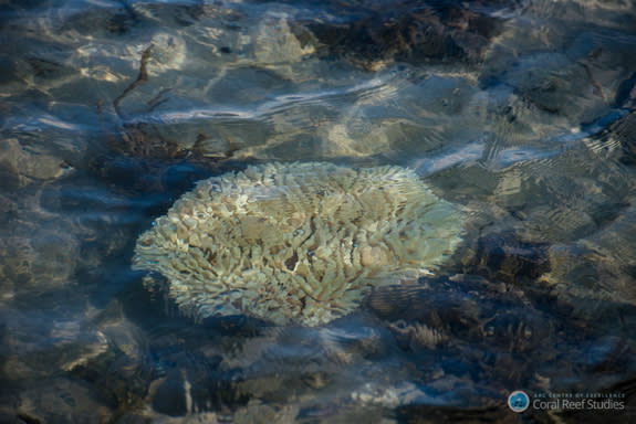 Corals appear "bleached" when stresses like elevated water temperatures lead them to expel the algae that lends them their color.