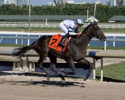 Tuscan Gold and jockey Tyler Gaffalione will look to win the Preakness on May 18 at Pimlico.