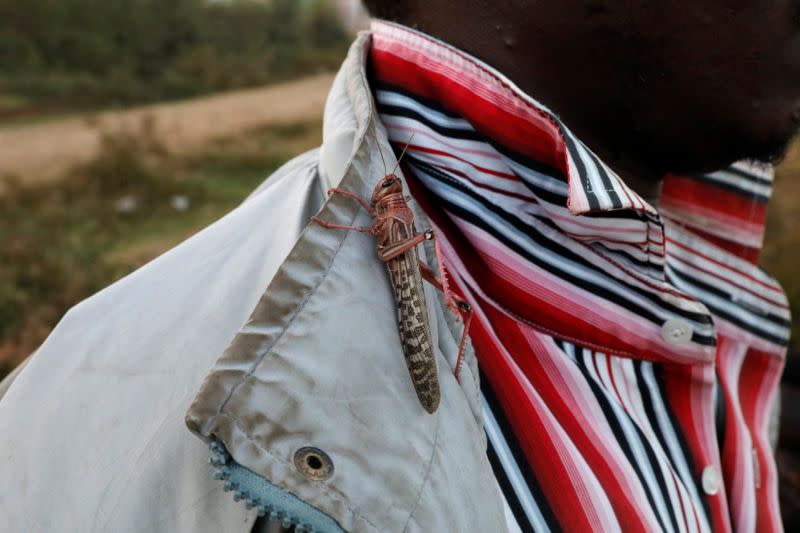 The Wider Image: Farmers fight back: making animal feed from a locust plague