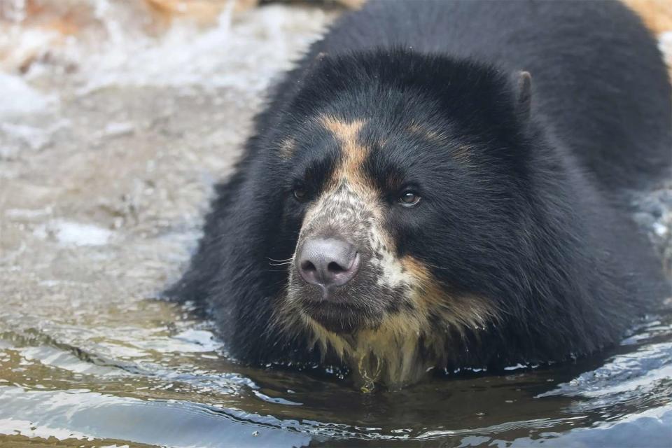 Saint Louis Zoo Ben, the Andean bear