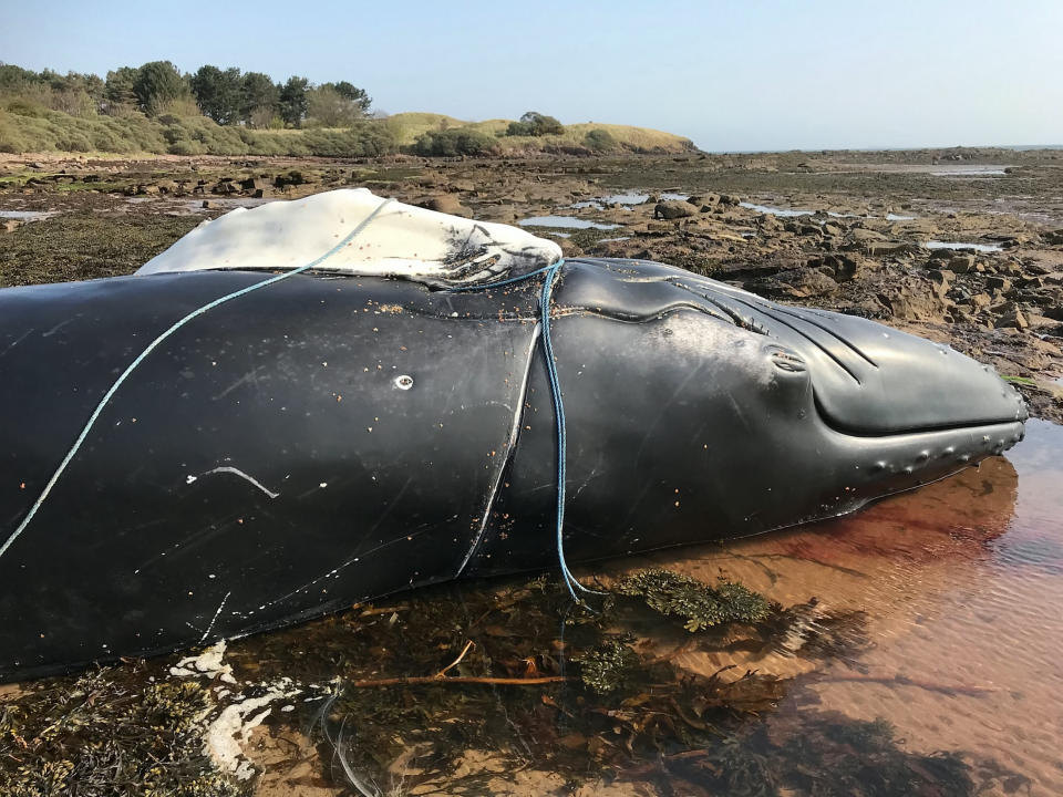 The dead whale was found on a Scottish beach (Picture: SWNS)