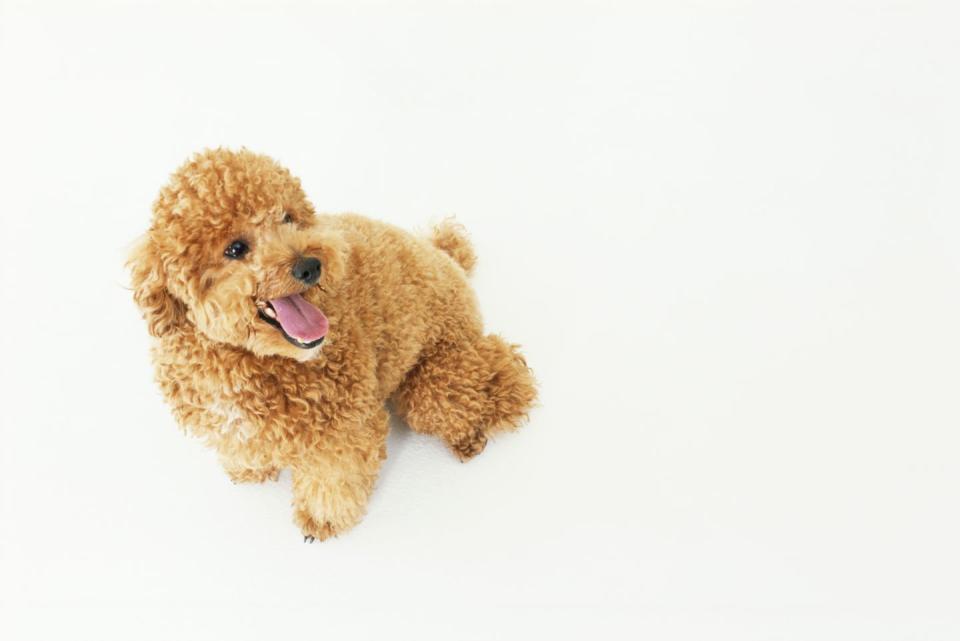 20 best dog breeds for families poodle
