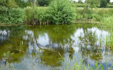 Heydon Pond in Norfolk after restoration  - Credit: UCL