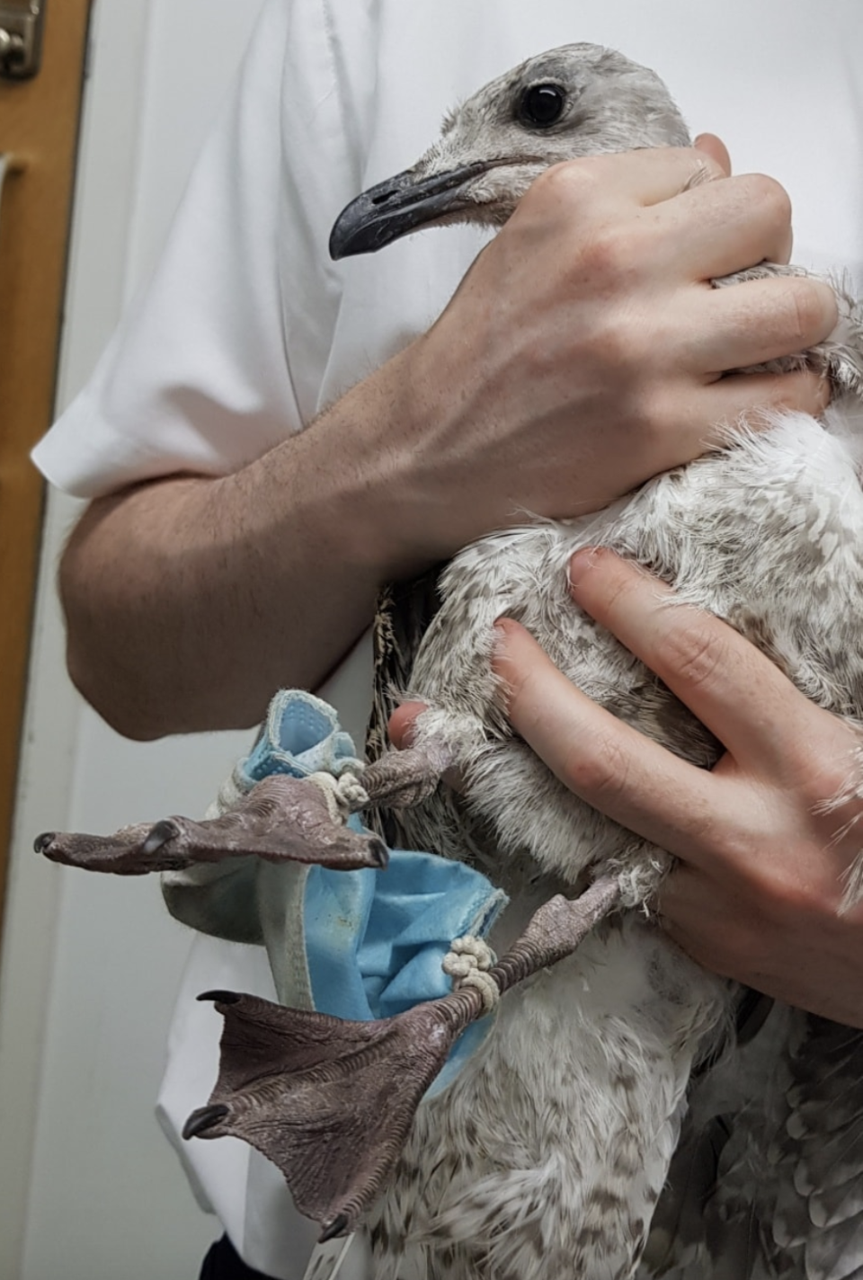 Vets were delivered the bird by the RSPCA after it was spotted with its legs tangled in a face mask. Source: South Essex Wildlife Hospital