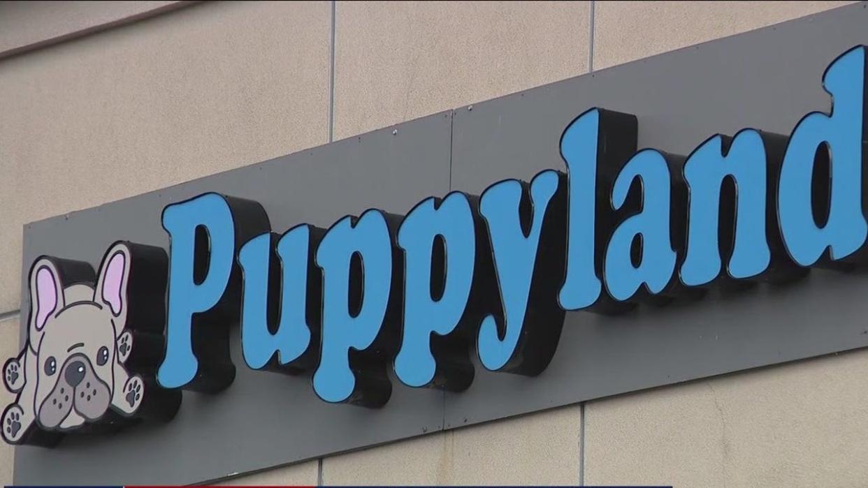 <div>A look at the front of the Puppyland store in Puyallup, Wash.</div> <strong>(FOX 13 Seattle)</strong>