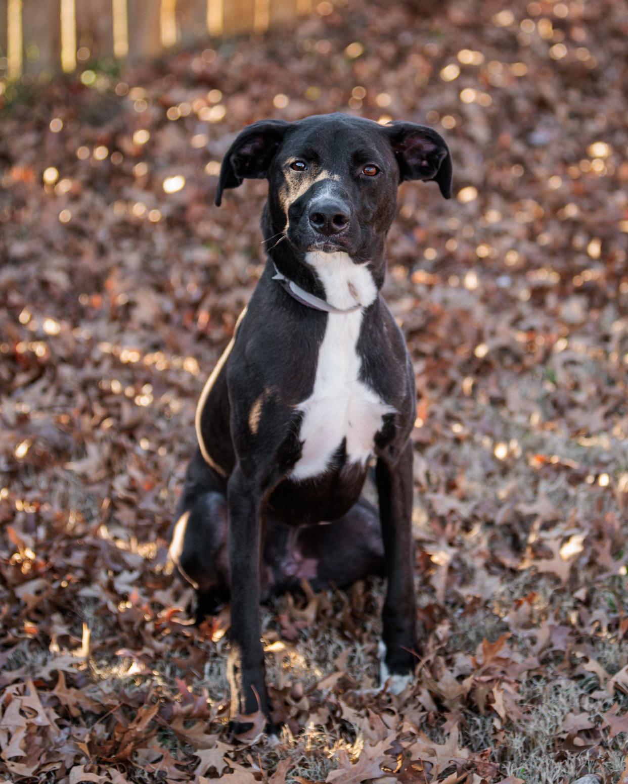 Hank, age 2, is a Hound Mix available for adoption at the Kentucky Humane Society