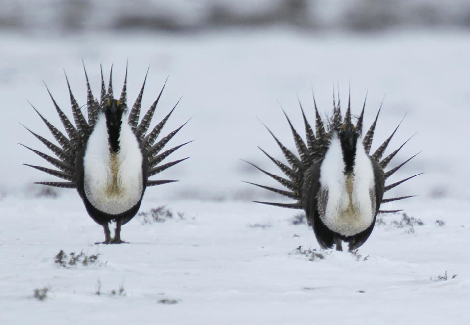 FILE--In this April 20, 2013, file photo, male Greater Sage Grouse perform their mating ritual on a lake near Walden, Colo. The Trump administration moved forward Thursday, Dec. 6, 2018, with plans to ease restrictions on oil and natural gas drilling and other activities across millions of acres in the American West that were put in place to protect the imperiled bird species. (AP Photo/David Zalubowski, File)