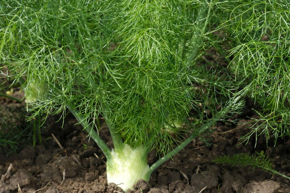 Large fennel plant growing in dirt.
