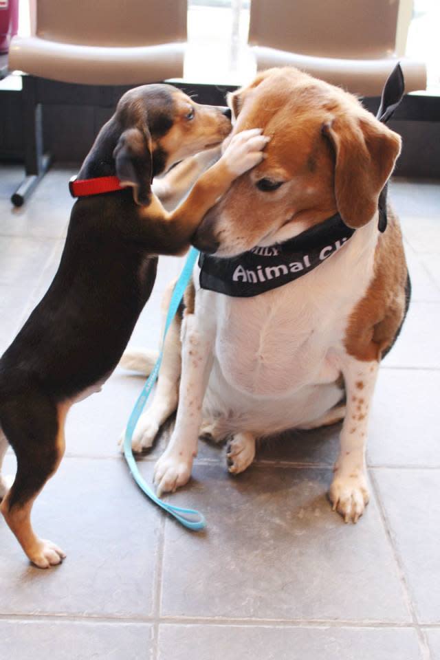 Aunque al llegar se comportaba de un modo muy tímido, poco a poco hizo amistad con otros perros.