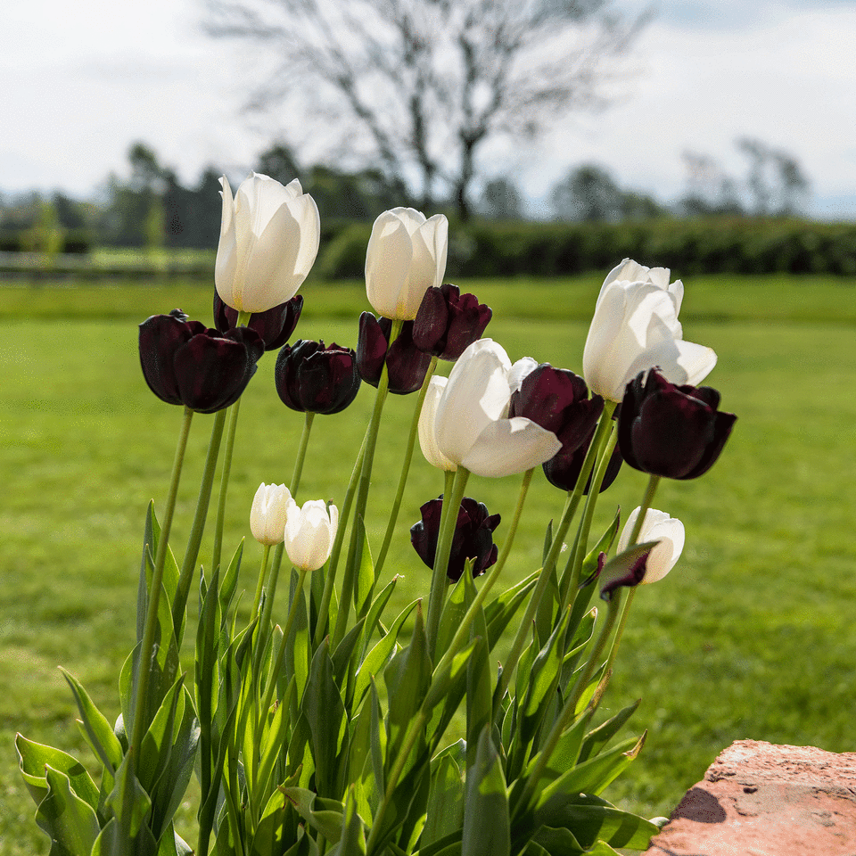 Tulips in vases