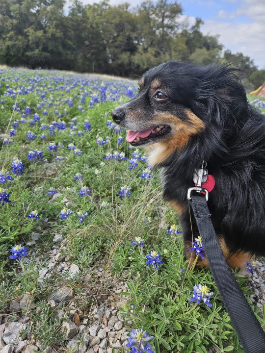 Treble the dog among the bluebonnets (KXAN Viewer Photo)