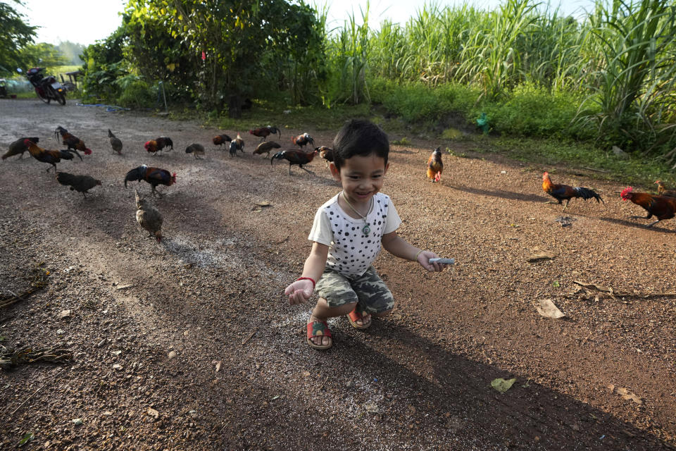 Thanathorn Sopha, son of Maliwan Lasopha who was killed in a knife and gun attack at The Young Children's Development Center, feeds chicken at house after school in the rural town of Uthai Sawan, in Nong Bua Lamphu province, northeastern Thailand, Wednesday, Oct. 4, 2023. (AP Photo/Sakchai Lalit)