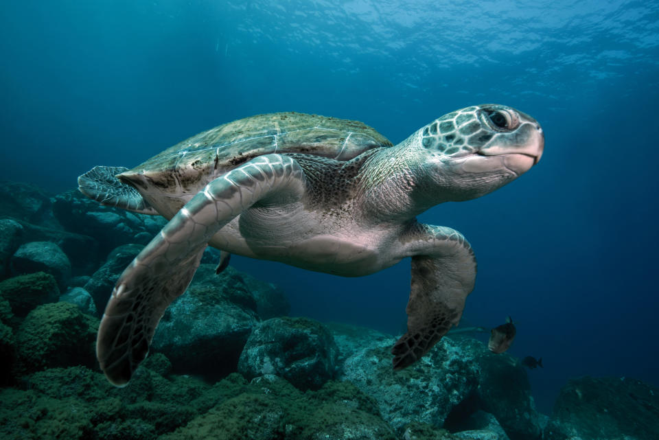 GettyImages 1161601497 The Ocean Animal That Captures Each Zodiac Signs Energy & Personality