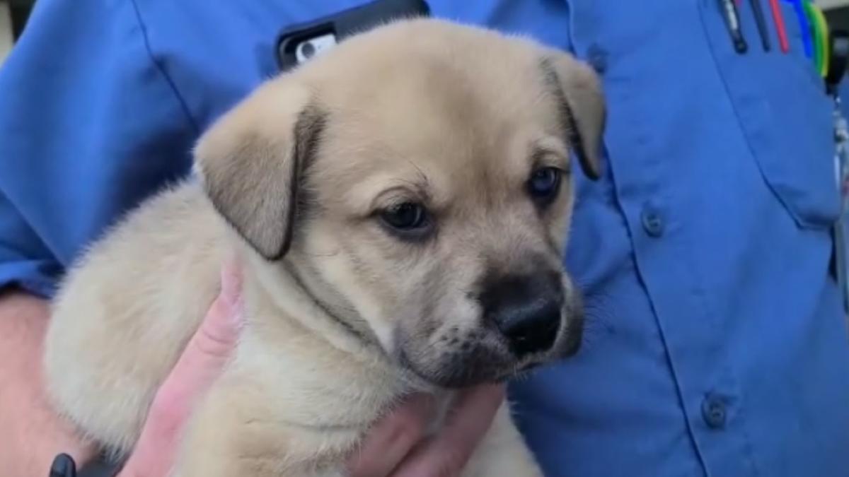 Puppy thrown from moving truck in Los Angeles could find new home soon