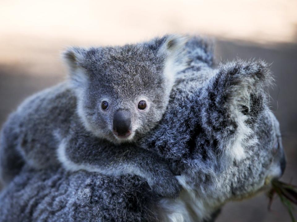 Koala populations are on the decline in Australia, according to a charity (Getty Images)