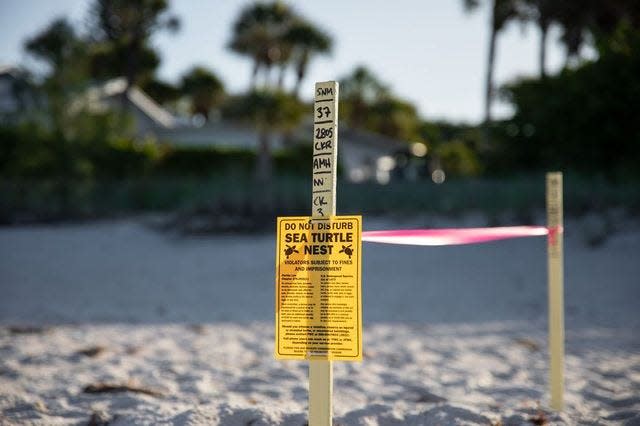Mote Marine Laboratory’s Sea Turtle Conservation and Research Program documented the first local sea turtle nest of the 2024 season on Sunday, April 28, on Venice Beach, marking the beginning of a crucial period for sea turtle conservation.