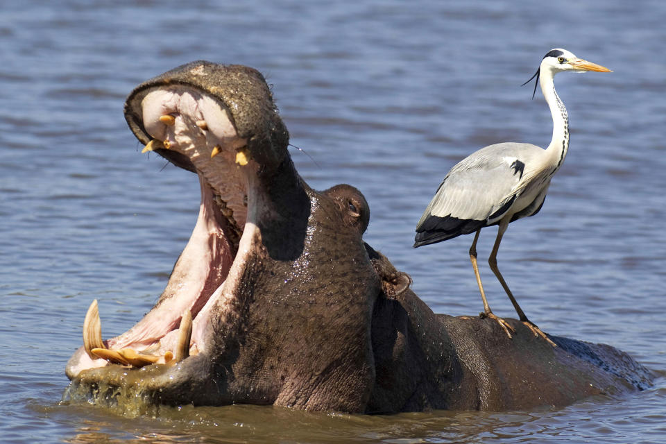 A grey heron perches on the back of an unconcerned, yawning hippo. (Photo: Thomas Dressler/Ardea/Caters News)