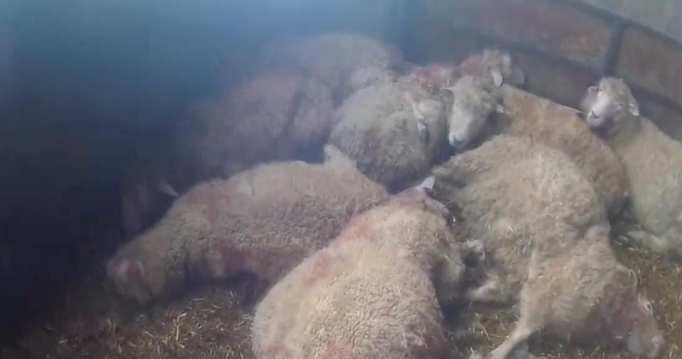 The attack resulted in the deaths of 22 pregnant sheep. (Wales News)