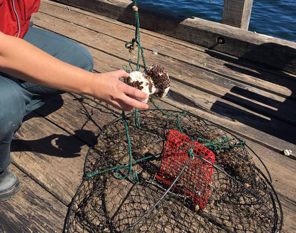 The crab pot which the calf became tangled in. Source: Facebook/ Parks and Wildlife, Western Australia