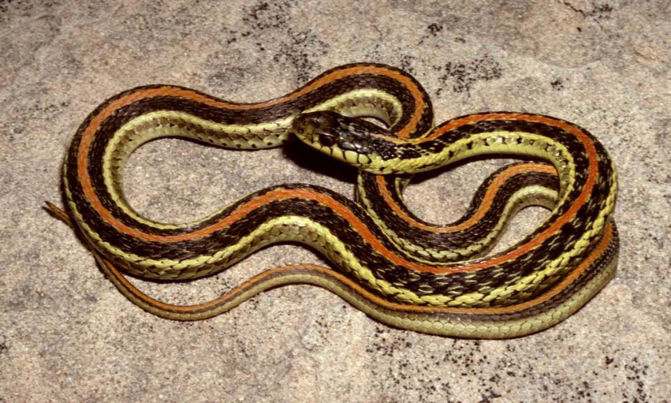 The Common Gartersnake.