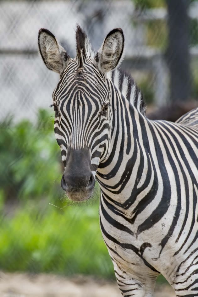 Staurt, a zebra at the Milwaukee County Zoo, died after running into a containment fence post in his enclosure.