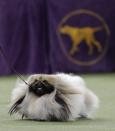 <p>Chuckie, a Pekingese, walks behind his handler during the Best in Show competition at the 141st Westminster Kennel Club Dog Show, Tuesday, Feb. 14, 2017, in New York. (AP Photo/Julie Jacobson) </p>