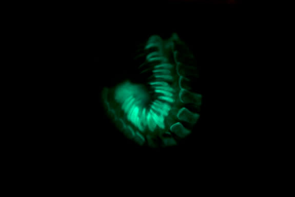 Bioluminescent warning coloration of the millipede <i>Motyxia tiemanni</i> from California (animal photographed entirely with light from bioluminescence)