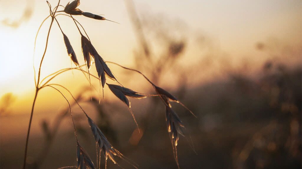 Ear of oats at sunset