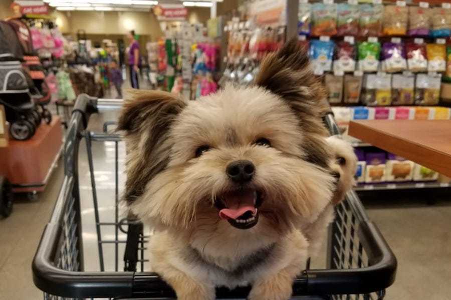 <b>Photo: Miguel M./<a href="https://www.yelp.com/biz_photos/pet-food-express-long-beach?utm_campaign=1c6729eb-a5c1-40ac-95cc-50447a41e608%2C5cfae08f-cae6-49fc-b5f8-f5ed9c3b0958&utm_medium=81024472-a80c-4266-a0e5-a3bf8775daa7" rel="nofollow noopener" target="_blank" data-ylk="slk:Yelp;elm:context_link;itc:0;sec:content-canvas" class="link ">Yelp</a></b>