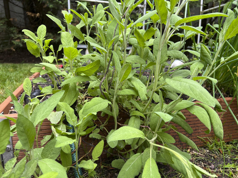 This May 16, 2024 image provided by Jessica Damiano shows perennial sage growing in a Long Island, New York, garden. (Jessica Damiano via AP)