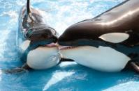 Two orcas at SeaWorld in Orlando, Fla., smooch on Valentine's Day.