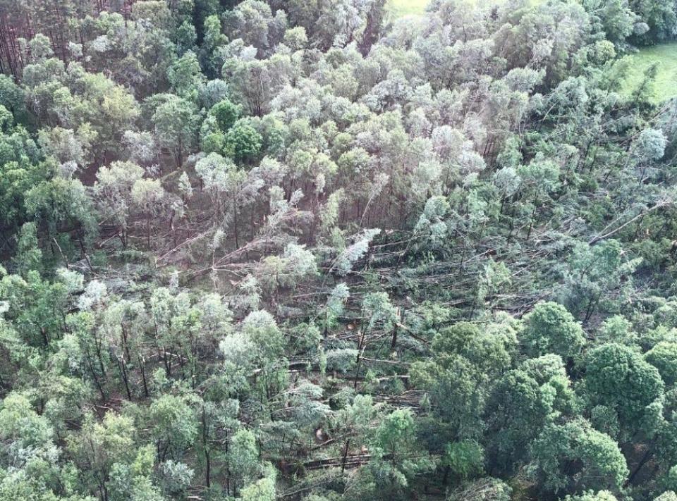 The June windstorm downed many trees in the Mohican State Forest.