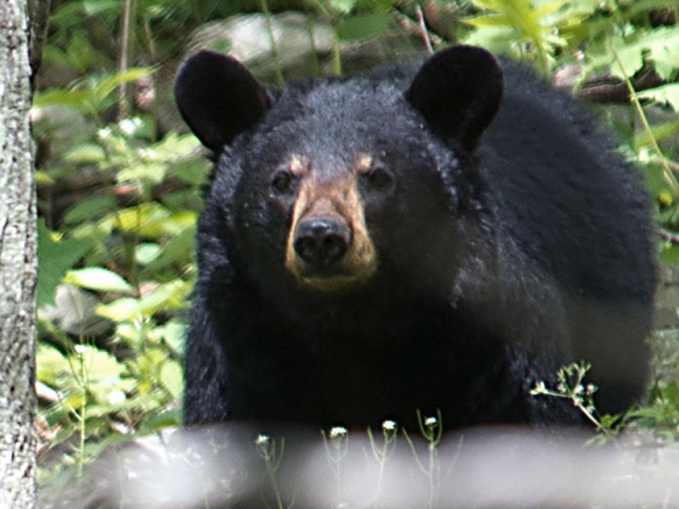 Bear attacks 71-year-old woman after breaking into her New Hampshire home