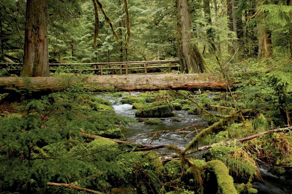 McKenzie River Trail