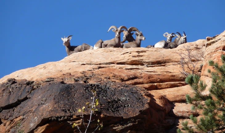 Bighorn Sheet in Zion National Park