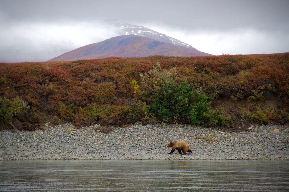 A brown bear wanders near the waterline at aurora at Kobuk National Park.