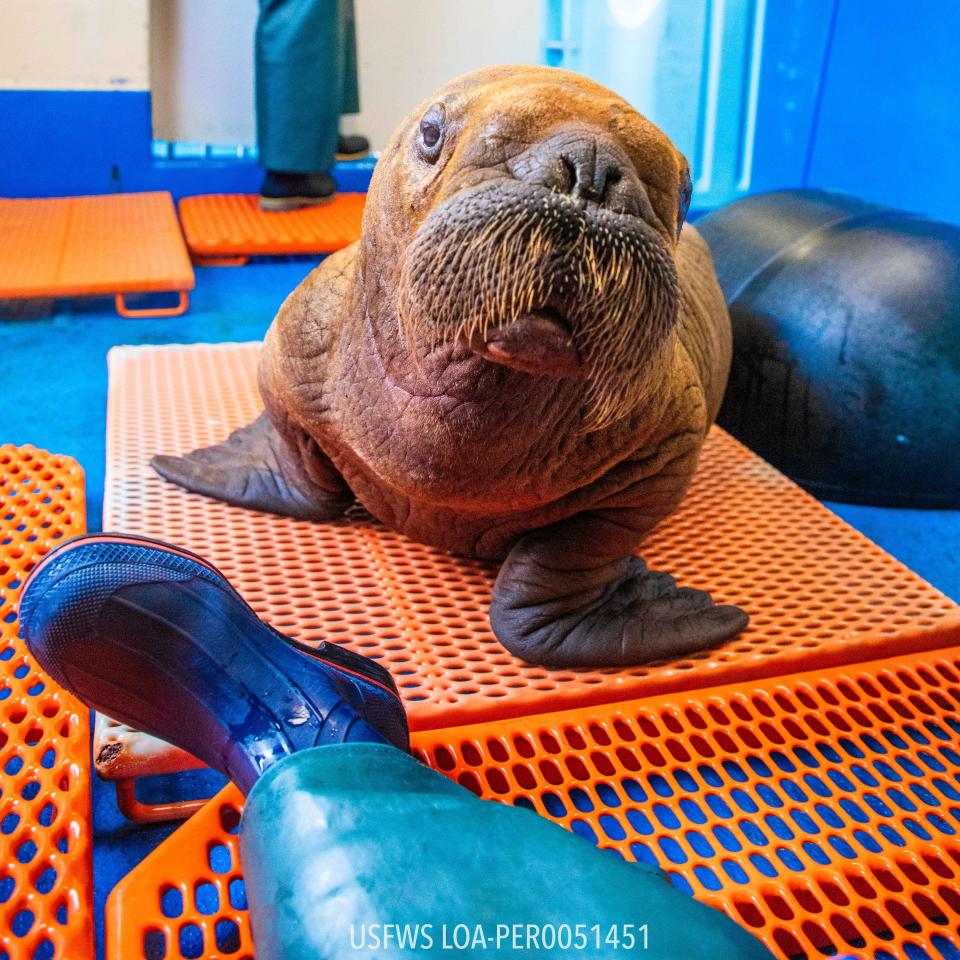 A picture of the walrus calf in front of a researcher.