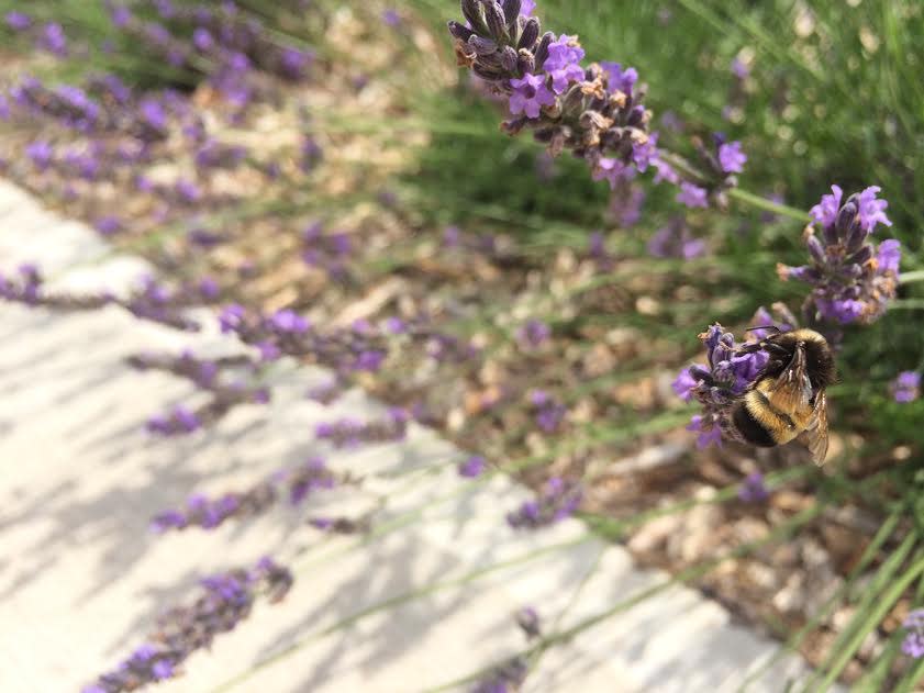 This photo of a yellow-banded bumblebee was taken at the Terre Blue lavender farm southeast of Guelph.