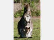 <b>1998 </b> <br><br> Die Flucht des Rotnackenwallaby "Manni" aus seinem Gehege im niedersächsischen Bad Pyrmonter Tierpark wird zum Thema im Sommer 1998. Eine wilde “Verfolgungsjagd“ begann. Eifrige Helfer wollten den Ausreißer zeitgleich in Bad Pyrmont, im rheinischen Erkelenz und sogar im sächsischen Chemnitz gesichtet haben. Gestellt wurde das Beuteltier schließlich in einem Feld in Nordrhein-Westfalen. (Foto: dpa)