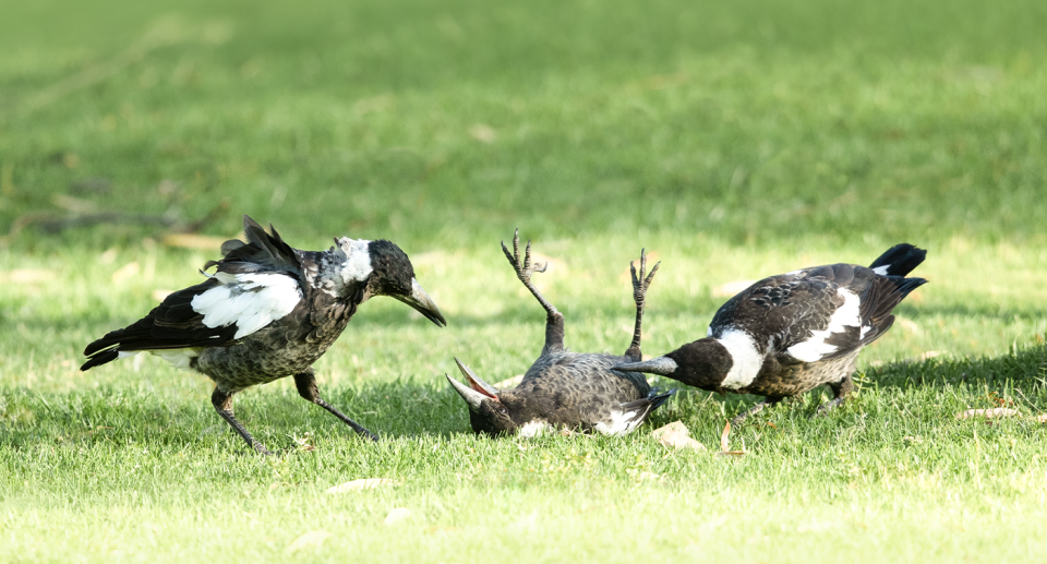 Magpies are highly intelligent birds, and are protected under state law. Source: Getty