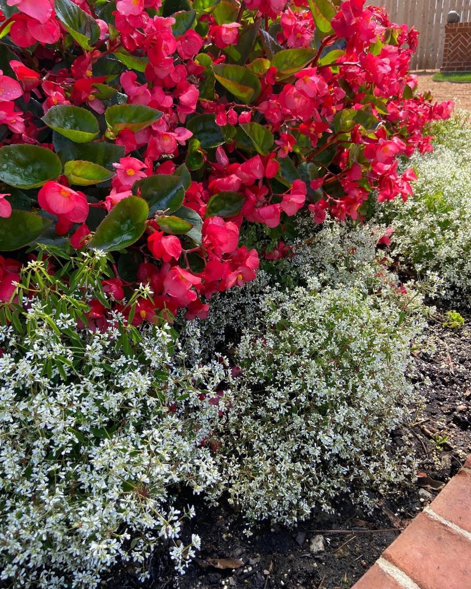 Use white flowers along the edge, border or pathway to allow its reflective capacities to give definition at night. Here Diamond Snow euphorbia is used along the outside border with red begonias.