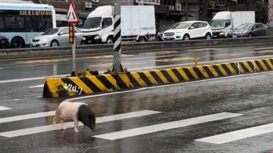 麝香豬在雨中過馬路。（圖／路上觀察學院）