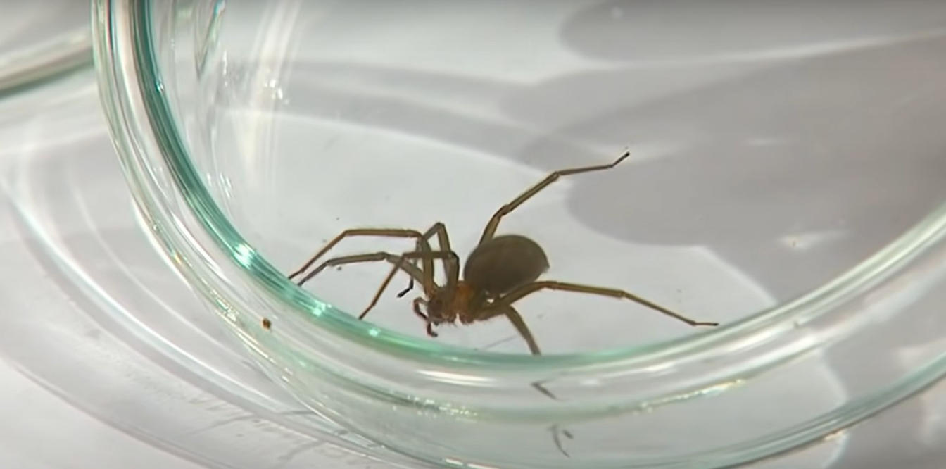 RI man bitten by brown recluse spider