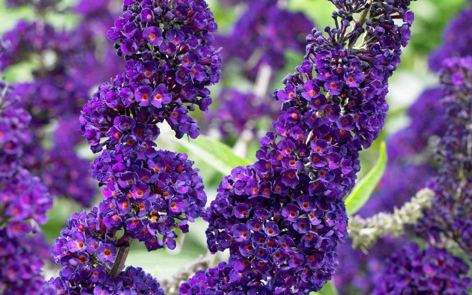  Buddleja davidii 'Black Knight' - GAP PHOTOS