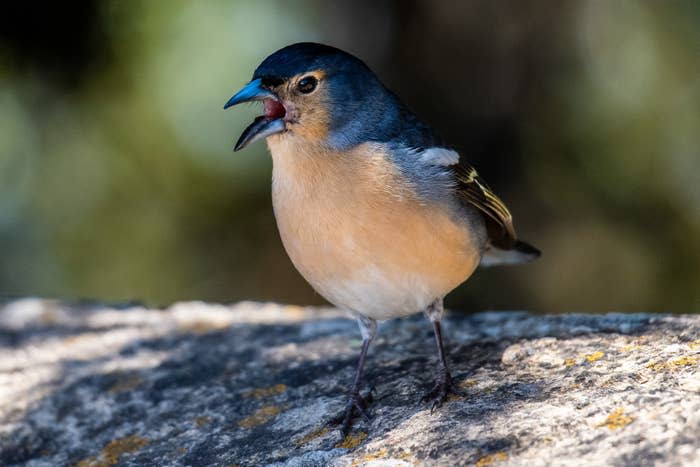 Bird perched on a rock with its beak open