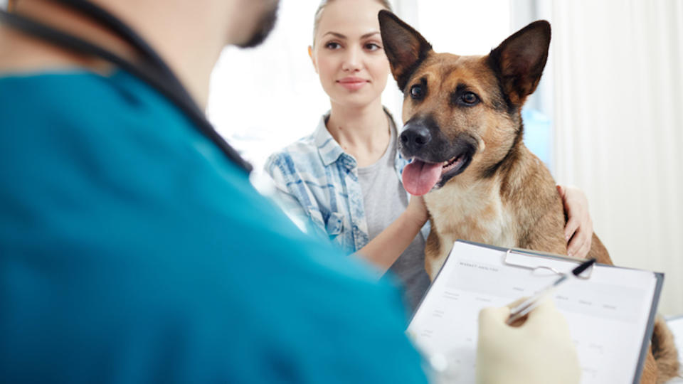 Vet completing paperwork for dog