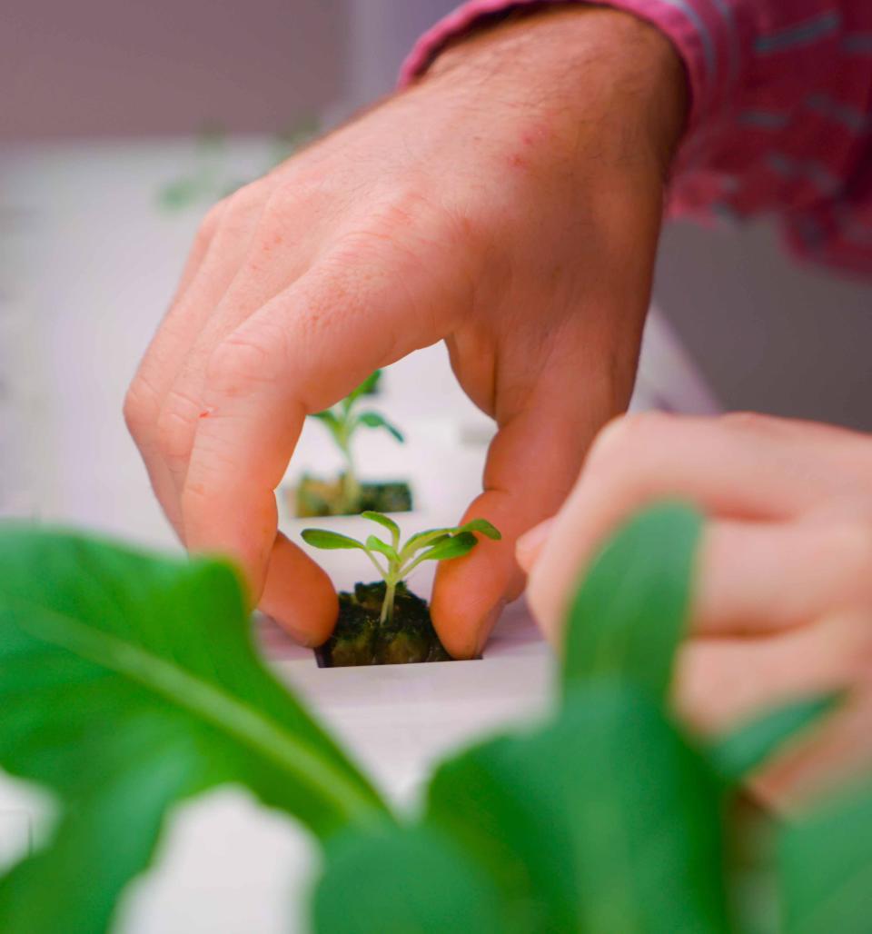 A lettuce seedling is placed transplanted in a vertical garden prototype used to demonstrate the vision that Ajit George of Second Chances Farm has to build a vertical indoor farm in Wilmington's Riverside neighborhood to grow fresh food for the neighborhood and employ ex-offenders.