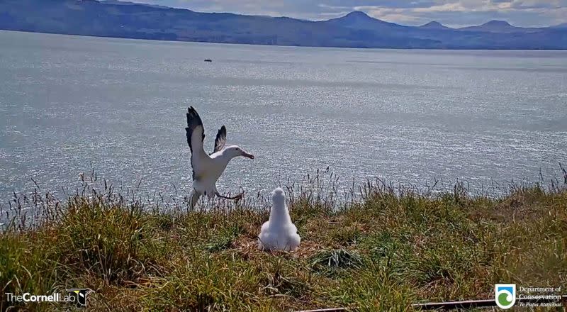 Video grab shows an albatross falling over while attempting to land at Taiaroa Head nature reserve in South Island, New Zealand