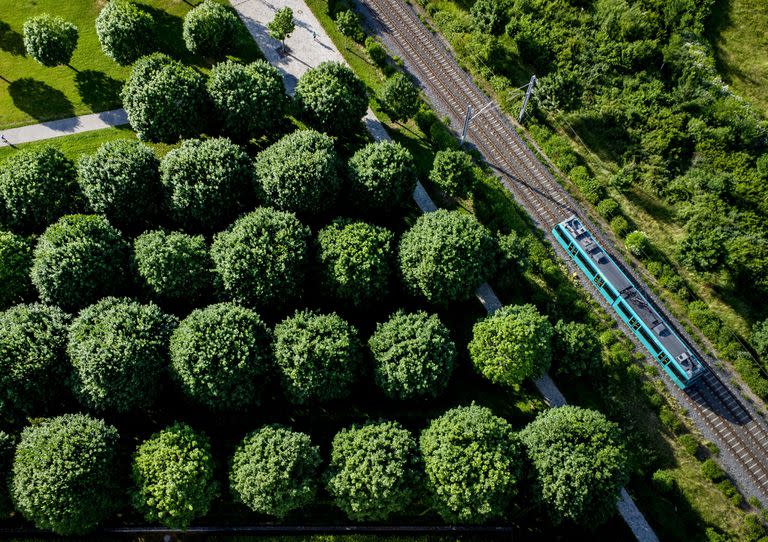 Un tren pasa junto a los árboles en un parque de Frankfurt, Alemania.